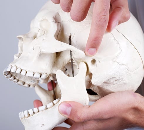 Model of jaw and skull bone used to diagnose T M J disorder